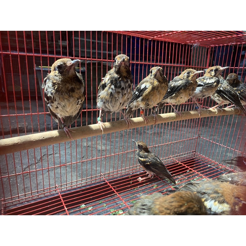 anakan anis kembang trotol pur total  lengkap ring ternak