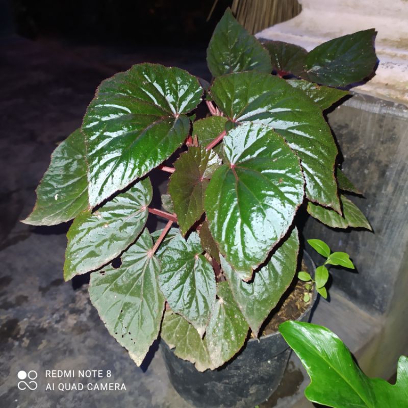 TANAMAN HIAS BEGONIA BATANG MERAH