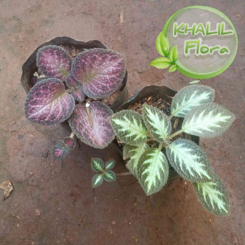 Paket 2 Tanaman Epicia // Bunga Epicia Tanaman Gantung