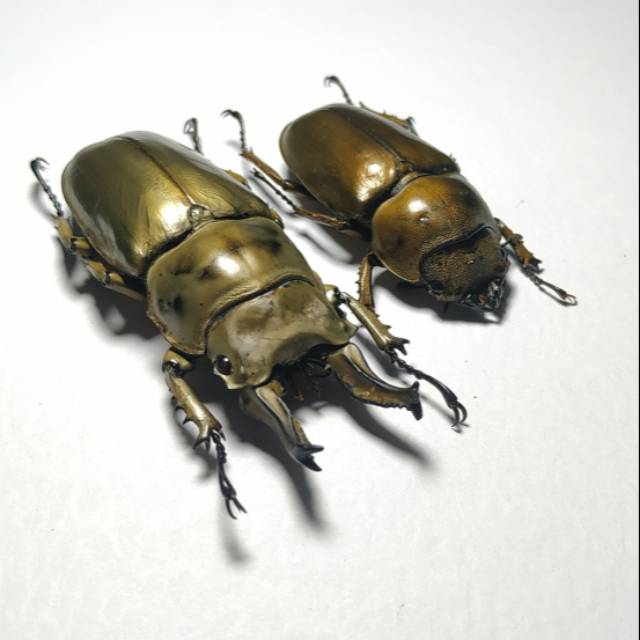 AWETAN SERANGGA UNIK (INSECT TAXIDERMY) KUMBANG CAPIT EMAS PASANGAN
