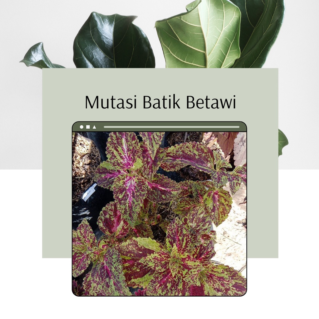 Tanaman Miana Premium ID Miana Mutasi Batik Betawi Murah Mutasi Batik Betawi Miana