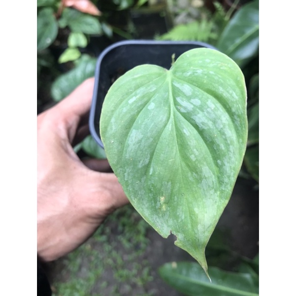 Philodendron majestic