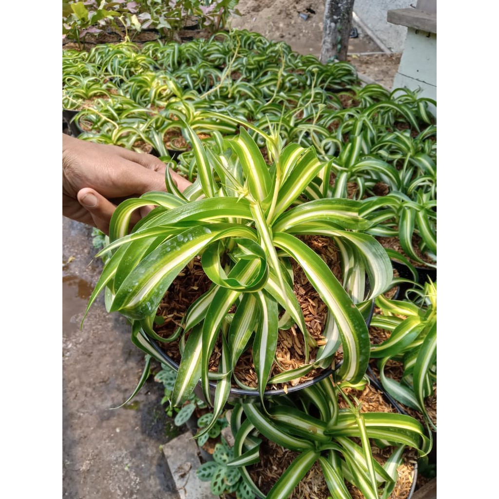 Jual Tanaman Hias Gantung Spider Plant Curly Shopee Indonesia