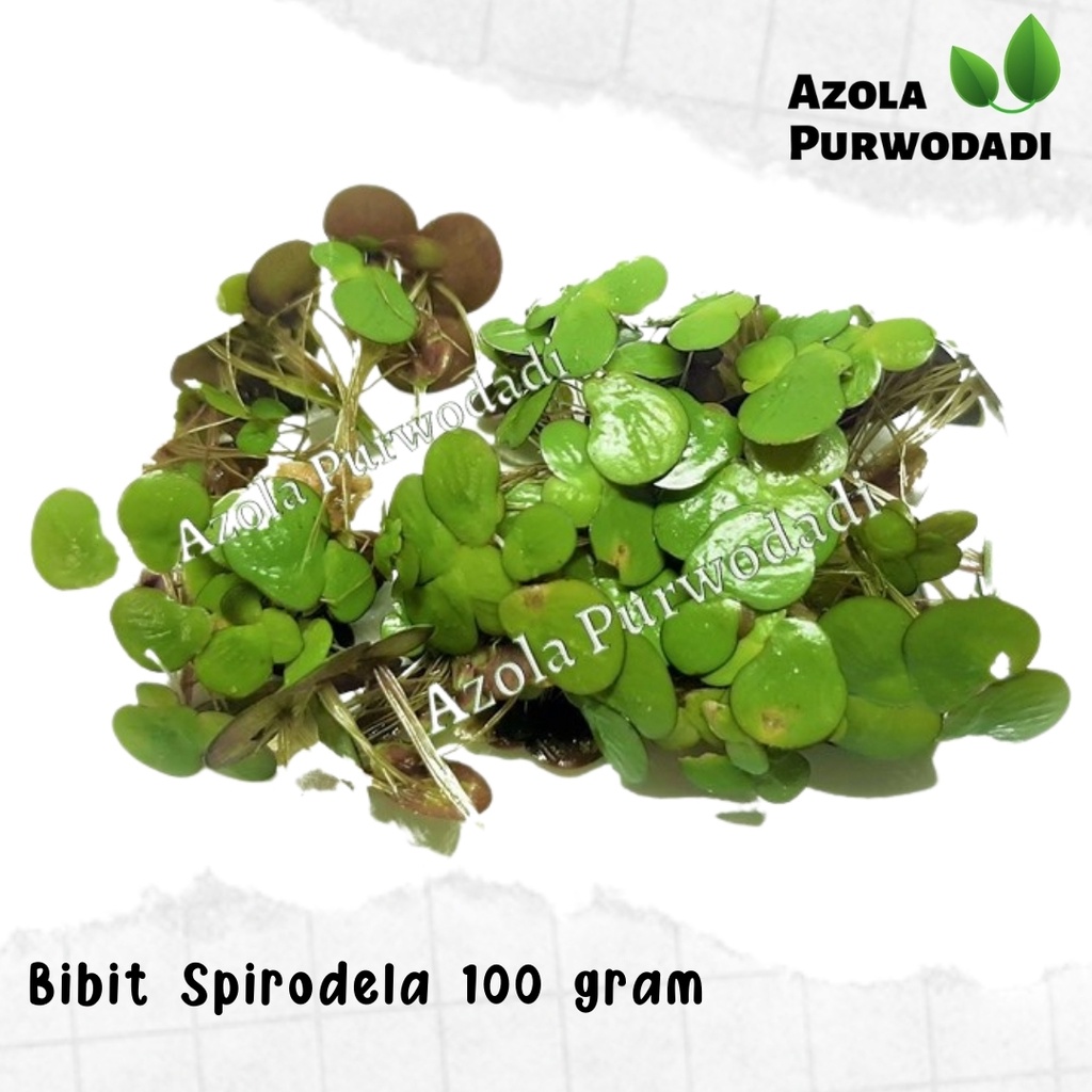 Spirodela 100 gram (Pakan Alami Ternak)