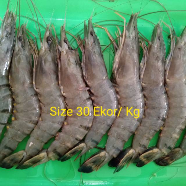 

Udang Tiger / pacet / windu jumbo fresh ready stok