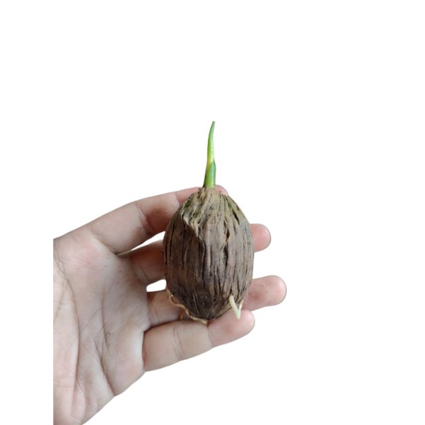 Kecambah Pinang Betara Medium