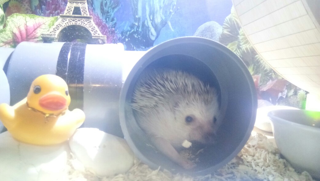 Makanan Kucing KITCHEN FLAVOR BEAUTY CAT  Food  500gram GRAM 