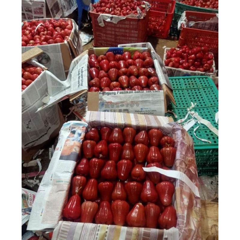 

jambu citra