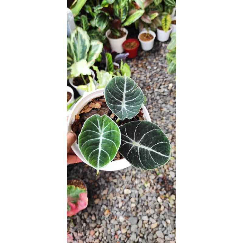 AlocasiaBlackVelvetNinja