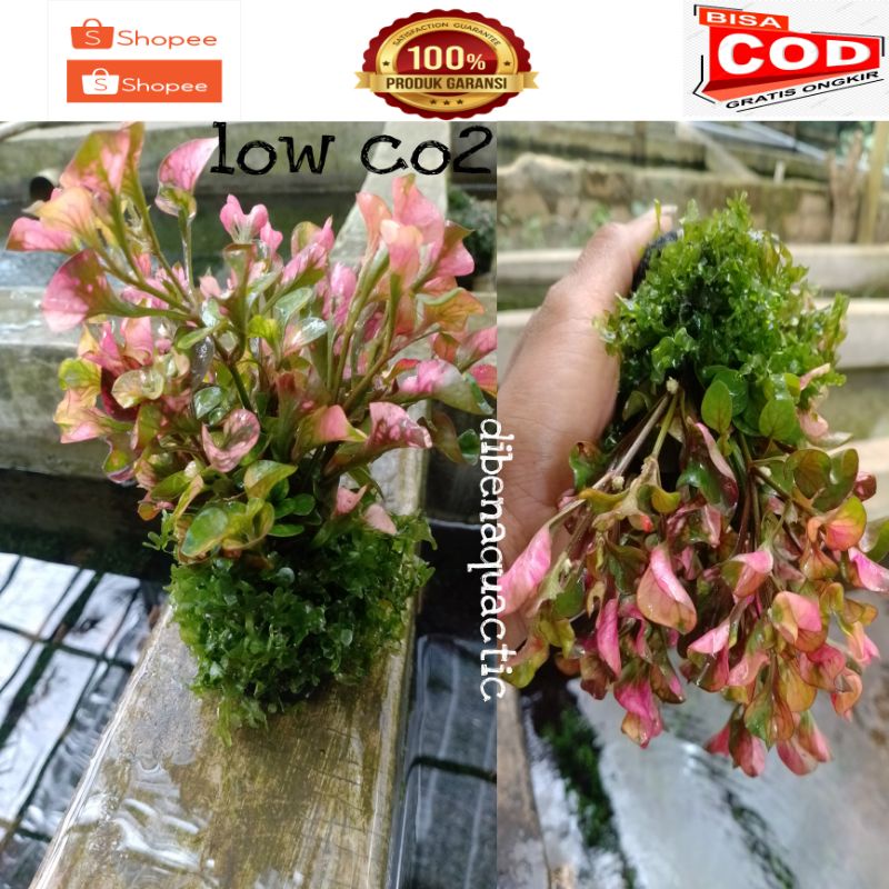 tanaman aquascape Moss mix low co2 media wabikusa