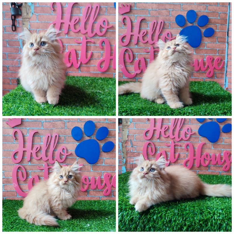 kucing persia Flatnose bulu gondrong didada betina 3 bulan
