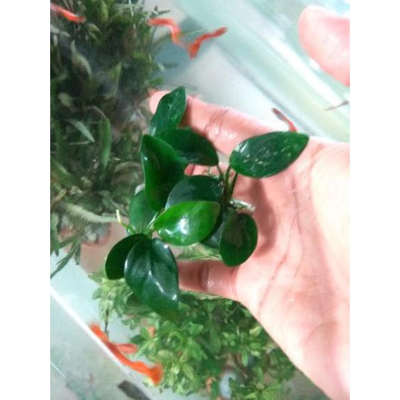 Anubias Nana ( Tanaman Aquascape )