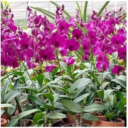 Tanaman Hias Pohon Anggrek Bunga Ungu / Anggrek Ungu