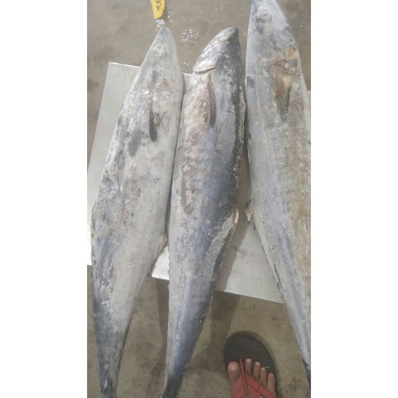 

ikan tenggiri frozen 1ekor 3-4kg