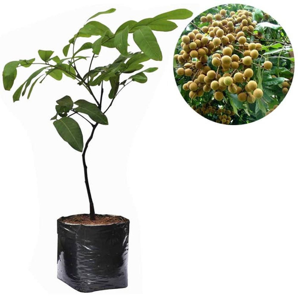 kelengkeng aroma durian