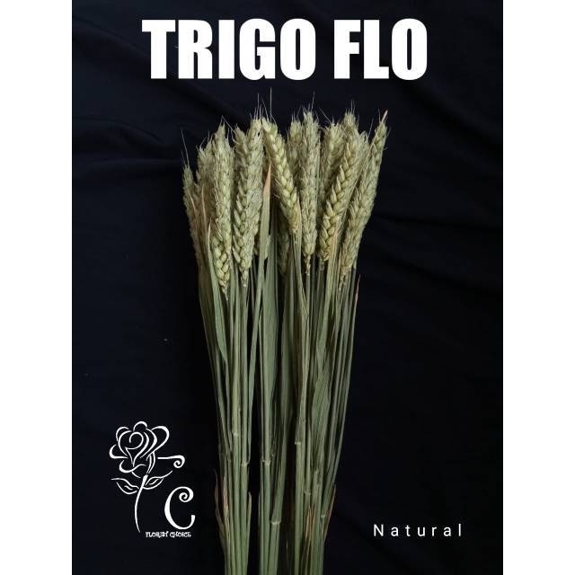 10BATANG NATURAL WHEAT EAR DRIED bunga gandum kering import Bunga Hias Kering florist choice gandum 