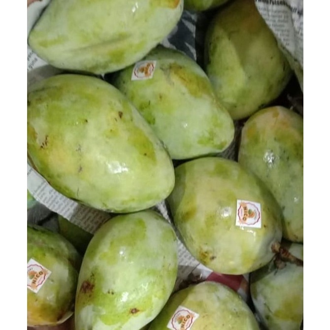 

MANGGA INDRAMAYU FRESH 1KG/BUAH MANGGA INDRAMAYU SEGAR