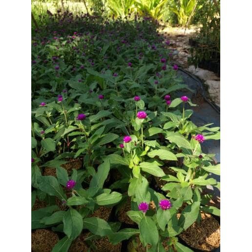 TANAMAN HIAS KEMBANG KANCING/KNOP GOMPHRENA GLOBOSA A GRADE A |COD| TANAMAN HIDUP |KUALITAS SUPER