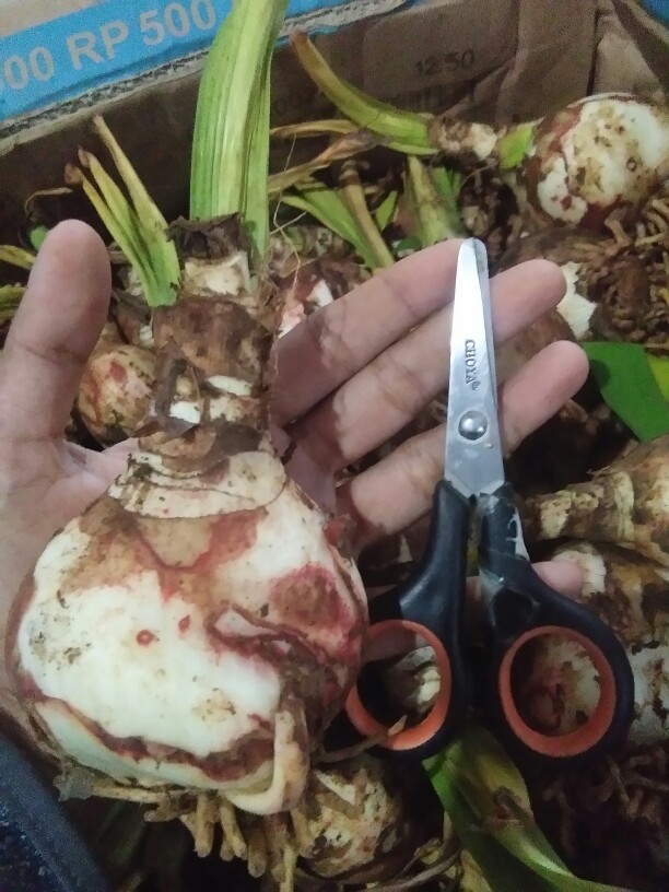 Umbi Amarilis. Umbi Bawang Brojol. Bawang Bawangan Warna Orange