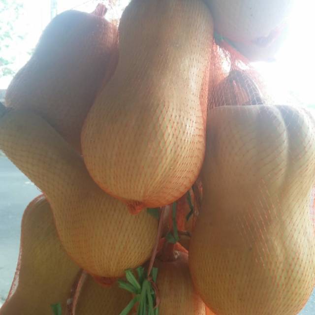 

Labu Madu 2000gram~Cucurbita moschata~Pumpkin Butternut~Butternut Squash
