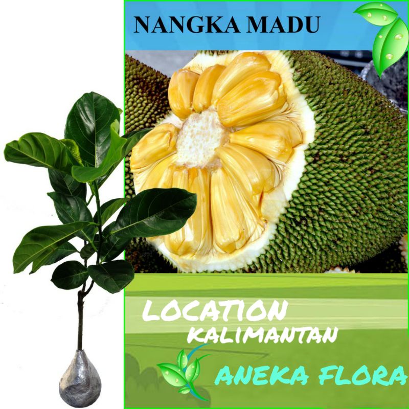 Jual Bibit Nangka Madu 80 100cm Shopee Indonesia