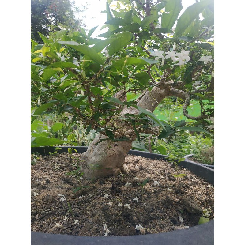 bonsai anting putri batang big size jumbo xxl