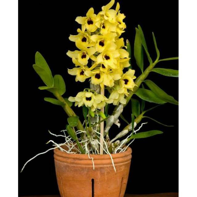 Remaja Dendrobium Nobile kuning