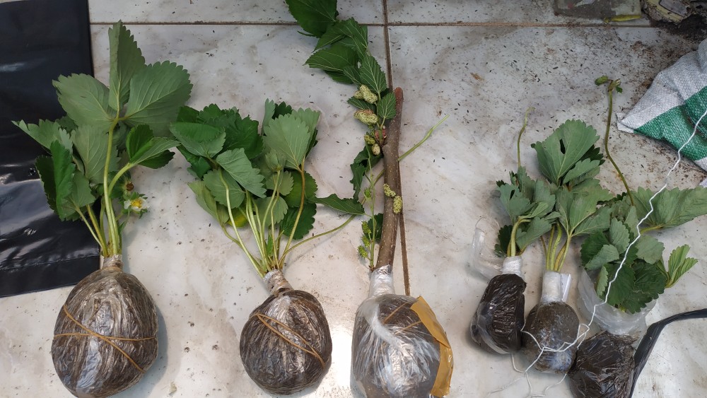 Bibit Murbei Berbuah