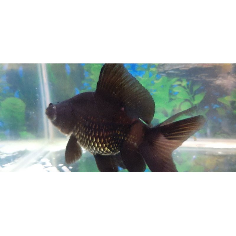 ikan koki blackmore jumbo dan rapi