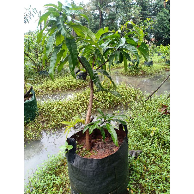 Bibit mangga Agrimania cangkok