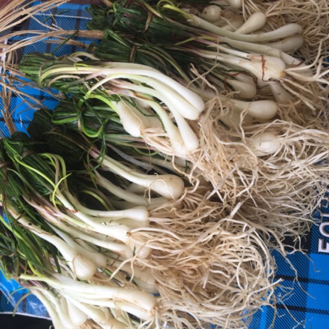 

Lokio / bawang batak