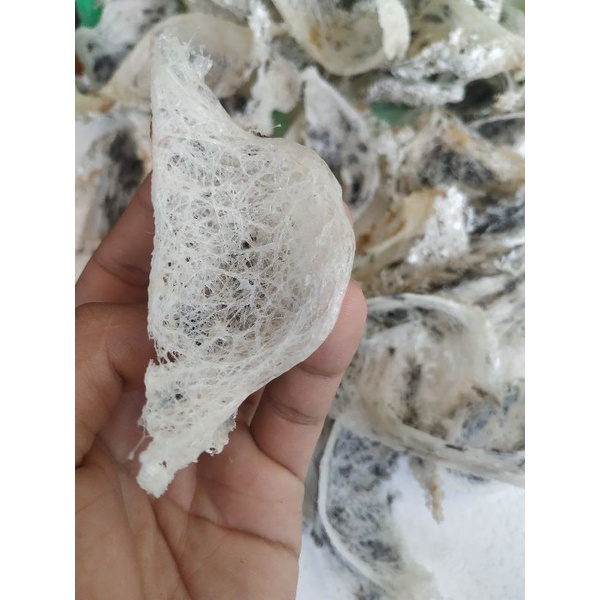 

Sarang Walet PER 50 Gram asli Kalimantan