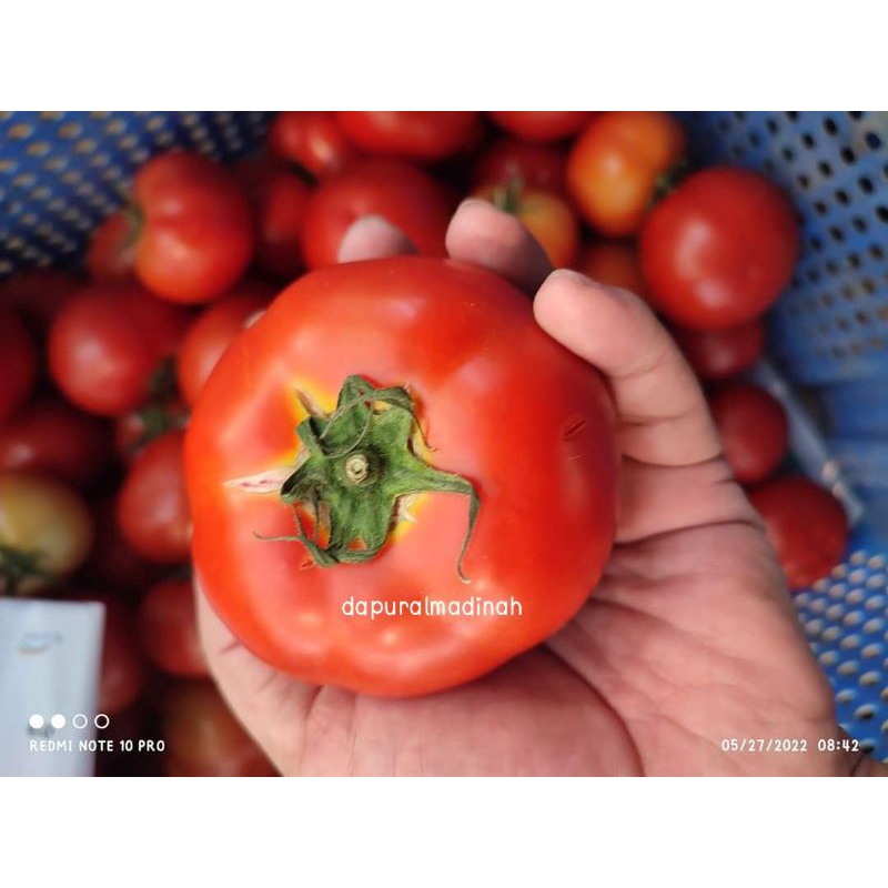

Tomat Buah Fresh
