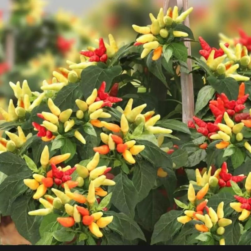 BENIH/BIJI CABE RAWIT CLUSTER BUAH BERANGKAI