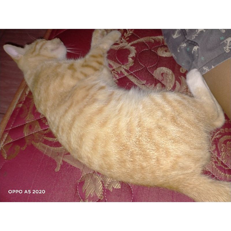 Kucing Oren Imut Shopee Indonesia
