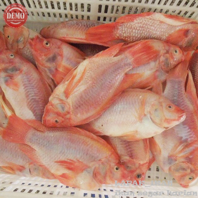 

Ikan Nila Merah Segar 1~Kilogram