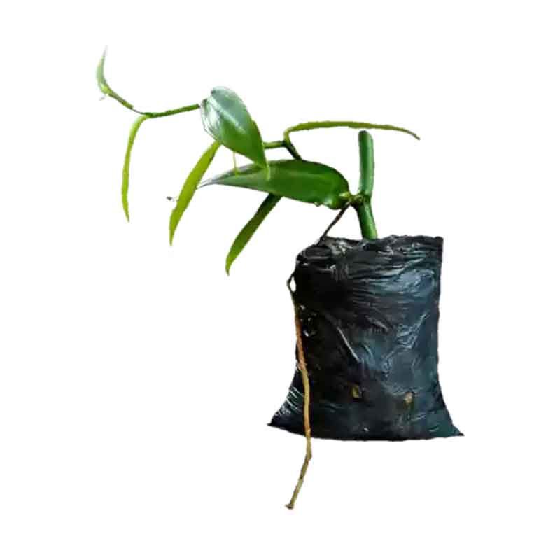 Bibit Vanili Planipolia [ vania 1 ] sertificate