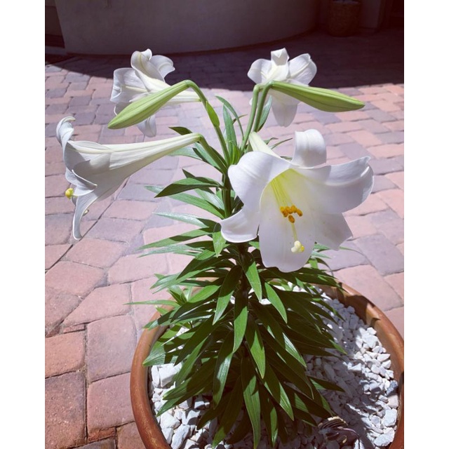 Tanaman Hidup Bunga Hias EASTER LILLY - Bunga Easter Lily