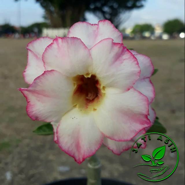 

Bibit bunga kamboja jepang / bibit adenium Aiko