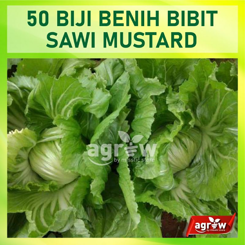50 Bibit Benih Biji Sawi Mustard Head Lettuce Glory Benih Sayuran Pahit Known You Sreed