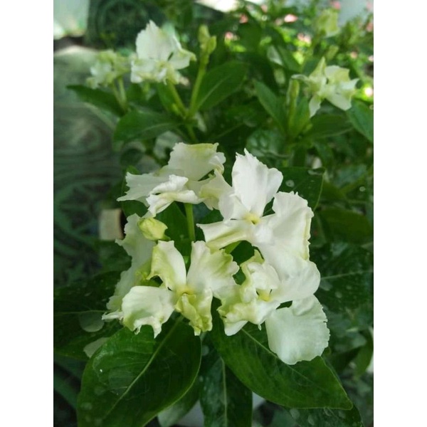 plant vinca curly jepang