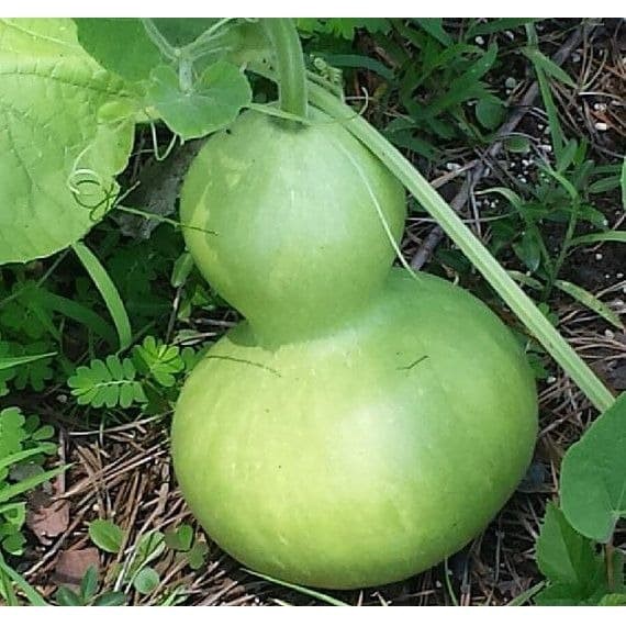 Bibit / Benih Biji LABU BOTOL - Bottle Gourd Labu Air
