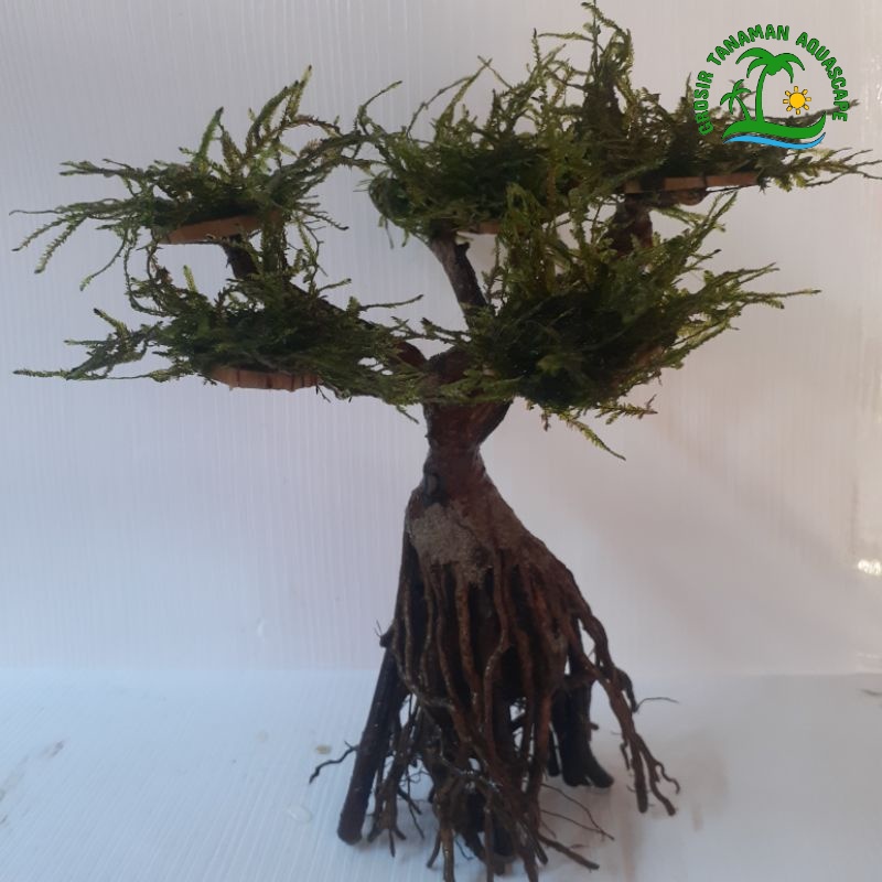 Bonsai Size S Hiasan Aquarium Sudah Termasuk Moss Weeping