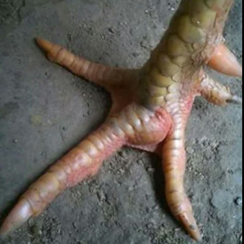 ADY78 KAPSUL TURUN URAT AYAM GIRAS OBAT AYAM TURUN URAT LUMPUH BENGKAK