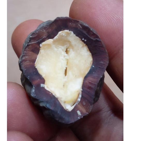 BIG SALE Muncang adu Yanti Raja Batok (tebal) gas 