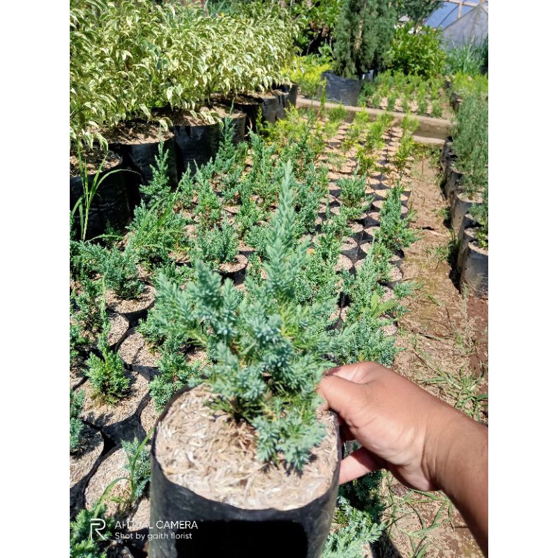 Cemara blue sinensis