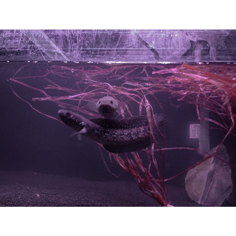 [COD] beby ikan chana asiatica RSWS