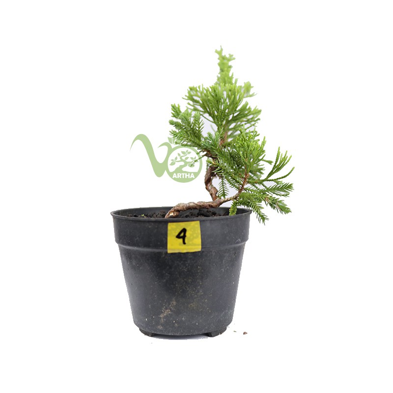 Bonsai Cemara Sinensis Mame - Shito 4