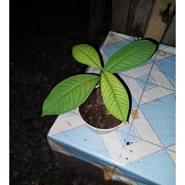 Tanaman syzygium jiewhoei