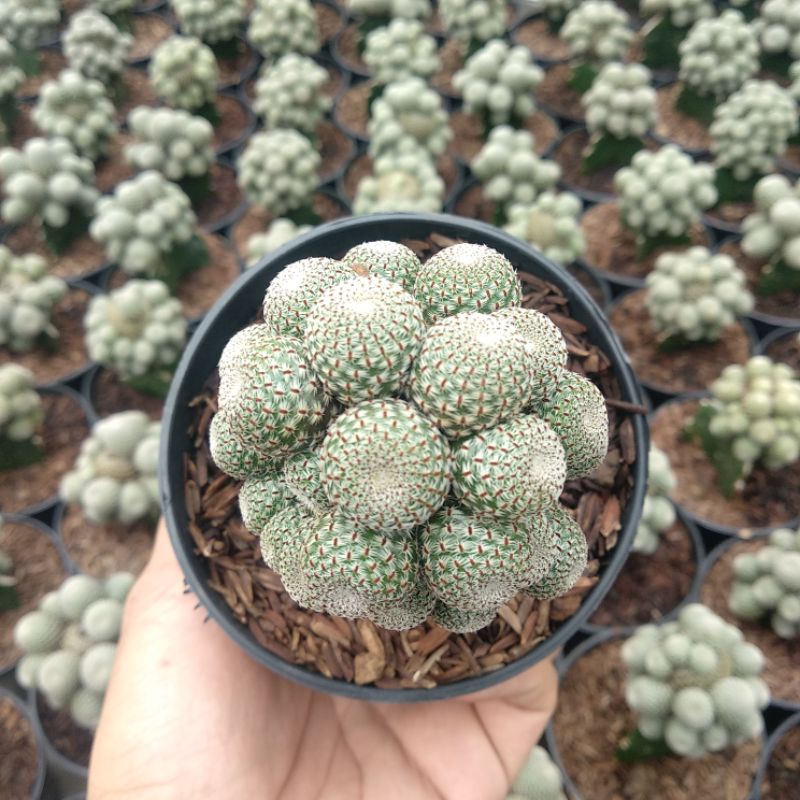 Rebutia Heliosa Cluster Grafting | Kaktus/Haworthia/Sukulen